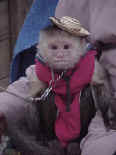 monkey.jpg (28158 bytes)