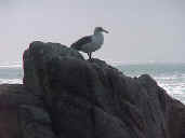 seagull2.jpg (22133 bytes)